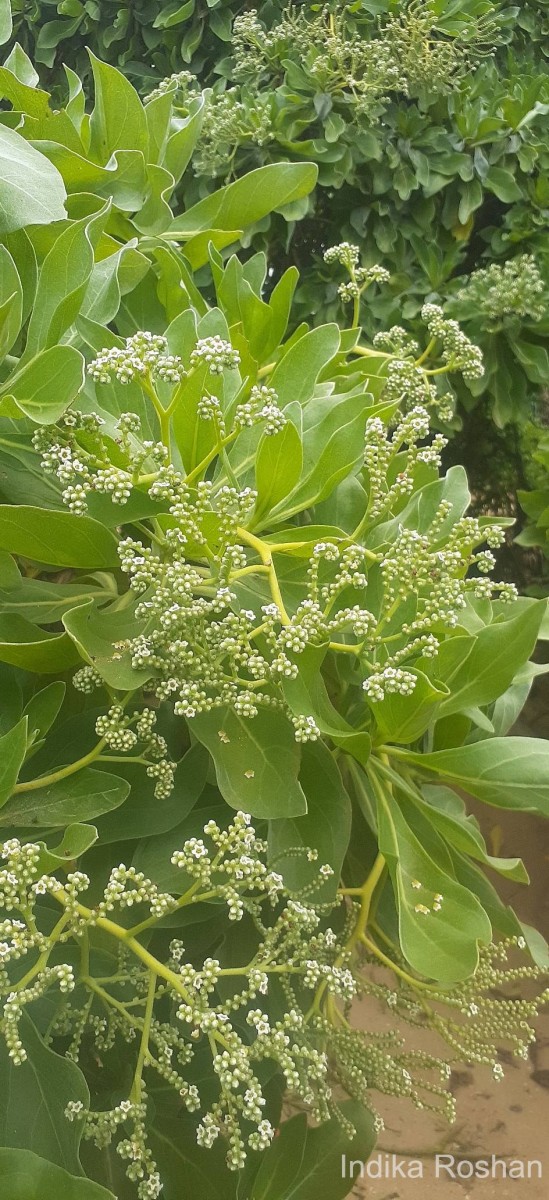 Heliotropium arboreum (Blanco) Mabb.